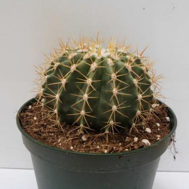 Ferocactus schwarzii 